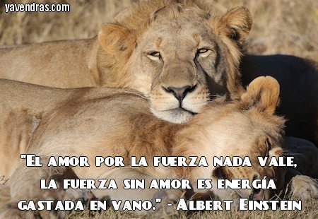 Frases de Albert Einstein - EL AMOR POR LA FUERZA NADA...